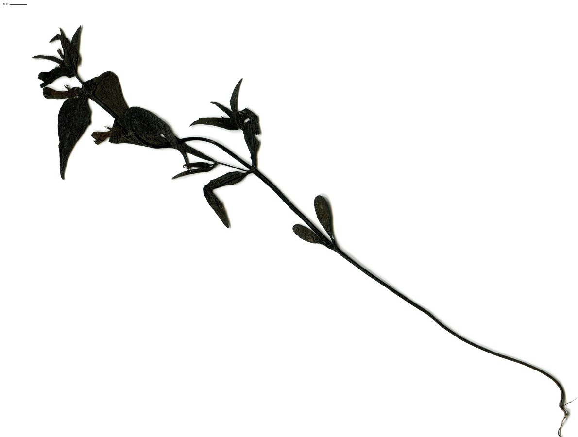 Melampyrum sylvaticum (Orobanchaceae)